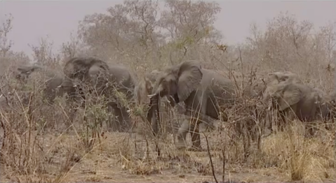 Défenses D'Eléphants Défenses D'Eléphants